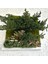 Bonsai Temalı Doğal Yosun Duvar Panosu | 30X30 cm | Gerçek Mantar & Ağaç Kabuğu ile El Yapımı Bakım Gerektirmeyen Bitki Sanatı 5