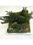 Bonsai Temalı Doğal Yosun Duvar Panosu | 30X30 cm | Gerçek Mantar & Ağaç Kabuğu ile El Yapımı Bakım Gerektirmeyen Bitki Sanatı 9