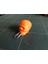 Paperclip (Kafatası Lisa) Kullanarak Fermuar Çekme (Plastik Aparattır) 3D 2