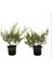 Juniperus Sabina Sabin Ardıcı 1