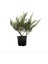 Juniperus Sabina Sabin Ardıcı 2