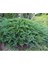 Sabin Ardıç Fidanı 50_60 cm Juniperus Sabina 1