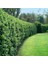 Çit Bitkisi Ligustrum Kurtbağrı Fidanı Boy 90-110CM 4 Adet 1