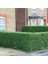 Ligustrum Japonica Lüküstürüm Lükstürüm Lükstrüm Fidanı 20-40CM 1