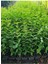 Çit Bitkisi Ligustrum Kurtbağrı Fidanı Boy 90 110 cm 4 Adet 1