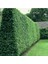 Tüplü Kurtbağrı(Ligustrum) Fidanı 1