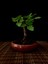 Bonsai Incir Ağacı 1