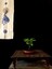 Bonsai Incir Ağacı 2