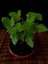 Bonsai Incir Ağacı 3