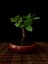 Bonsai Incir Ağacı 4