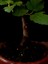 Bonsai Incir Ağacı 5