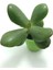 Crassula Ovata - Para Ağacı Küçük 5,5 cm Saksıda 1
