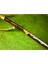Antika 18 Ayar Altından Avrupa Gözlük - 23,5 Gram Ağırlığında Satıcının Ortalama Ürün Puanı 4.7 5