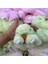 Gıoıo Yeni Yay Süsleri Tavşan Peluş Bebek Çekicilik Araba Anahtarlık Kolye (Yurt Dışından) 1