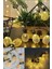 Bfs Dekoratif Pilli Pineapple Ananas Pilli Şerit LED Işık (1 Metre) 2