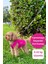 Yeni - Fuşya Renk Kot Köpek Yeleği - Küçük Irklar Için Şık ve Rahat Yelek (0-15KG) 1