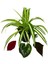 Çok Avantajlı Chlorophytum Comosum Kurdele Çiçeği 1