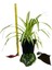 Çok Avantajlı Chlorophytum Comosum Kurdele Çiçeği 2