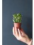 Çok Avantajlı 1 Adet Para Çiçeği Crassula Ovata Yeşil-Kırmızı Renkli Kökleri Olgunlaşmış Canlı 2