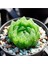 Kampanyalı Sukulent Haworthia Cooperi 2
