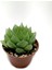Kampanyalı Sukulent Haworthia Cooperi 3