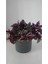 Çok Avantajlı Telgraf Çiçeği Askılı Saksı Tradescantia Zebrina Çiçeği 3