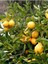 Avantajlı Ev Içerisinde Saksı Yetiştiriciliğine Uygun Yediveren Limon Fidanı 2