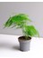 Çok Avantajlı Asparagus Setaceus Kuşkonmaz Mini Ev Ofis Salon Iç Mekan Bitkisi 20 cm 1