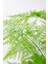 Çok Avantajlı Asparagus Setaceus Kuşkonmaz Mini Ev Ofis Salon Iç Mekan Bitkisi 20 cm 2