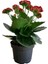 Çok Avantajlı Kalanchoe - Kalanşo Çiçeği (Kırmızı Çiçekli) 1