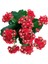 Çok Avantajlı Kalanchoe - Kalanşo Çiçeği (Kırmızı Çiçekli) 2