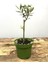 Hediyelik Bonsai Zeytini 25-30 cm 2