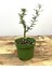 Hediyelik Bonsai Zeytini 25-30 cm 3
