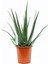 Çok Avantajlı Aloe Vera Bitkisi 30 40 cm Sarı Sabır Bitkisi Ev Bitkisi 1