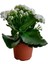 Kampanyalı Kalanchoe - Kalanşo Çiçeği (Beyaz Çiçekli) 1