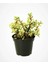 Kampanyalı Portulacaria Afra Variegata,fil Azığı Yeşim 5,5 Sukulent Saksısında Dolgun Formlu 1