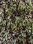 Kampanyalı Portulacaria Afra Variegata,fil Azığı Yeşim 5,5 Sukulent Saksısında Dolgun Formlu 3