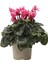 Kampanyalı Pembe Siklamen Çiçeği / Tavşan Kulağı / Cyclamen 1