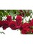 Sarmaşık Çardak Gülü Kırmızı 120 cm 3