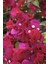 Bougainvillea Sarmaşık - Begonvil Sarmaşık Kırmızı 20-25 cm Özel Ürün 1