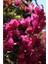 Bougainvillea Sarmaşık - Begonvil Sarmaşık Kırmızı 20-25 cm Özel Ürün 2