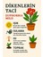 Dekoratif Dikenler Tacı Euphorbia Milii 3