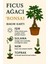 Büyük Boy Ficus Ginseng Bonsai – Doğadan Sanata, İç Mekân Yeşil Estetiği 4