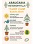 Araucaria Heterophylla Ithal Salon Çamı 2
