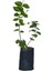 Saksılı Kokulu Ful Yasemin Fidanı Çiçeği 60-80cm 1