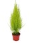 Cupressus Çamı Gold Creast Limoni Servi 30 40 cm 1