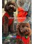Yeni - Orange Renk Kot Köpek Yeleği - Küçük Irklar Için Şık ve Rahat Yelek (0-15KG) 2