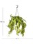 Askılı Saksıda Sarmaşık Yeşil 100 Cm. 4