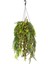 Askılı Saksıda Sarmaşık Yeşil 120 Cm. 1