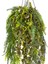 Askılı Saksıda Sarmaşık Yeşil 120 Cm. 2
